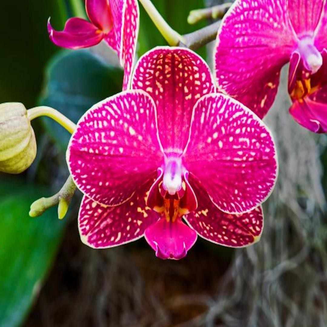 Buy Tom Ford Black Orchid Sample Perfume - ScentGod