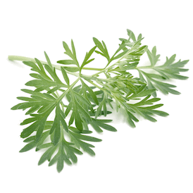 Wormwood Wormwood